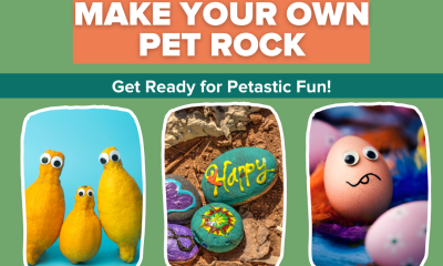 Make Your Own Pet Rock 
